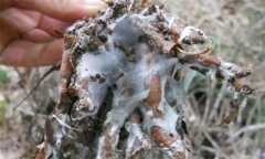 蒼術(shù)白絹病有何癥狀，怎樣防治蒼術(shù)白絹??？