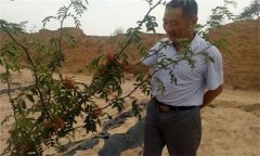 花椒栽培方式有哪幾種？