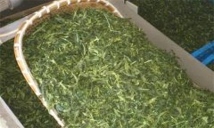 炒青綠茶加工分哪幾道工序、具體方法是什么？