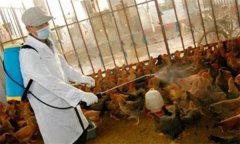 養(yǎng)雞場安全生產管理制度需從五個方面抓起