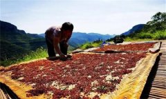 花椒采摘后怎樣晾曬？花椒晾干方法簡介