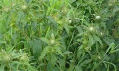 白術(shù)的主要病害有哪些？其防治方法如何？