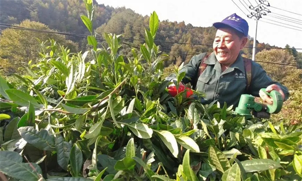 改造樹冠，更新復(fù)壯