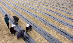 茶苗地膜覆蓋栽培有哪些好處，具體方法是什么