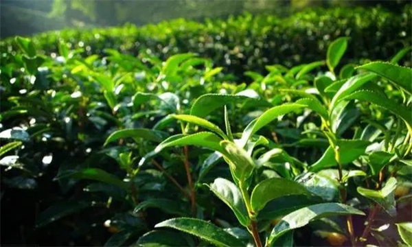 優(yōu)質高產(chǎn)型茶樹樹冠的外在表現(xiàn)