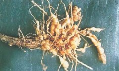 如何防治蒼術(shù)根結(jié)線蟲病，它有危害癥狀？