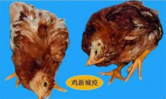雞呼吸道疾病有哪些，防治治療的重點是什么？