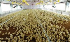 雛雞育雛舍通風(fēng)換氣須注意什么？