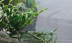 石斛需要什么樣的生長環(huán)境？