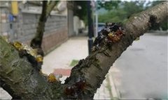 花椒樹流膠病用什么藥防治，如何預防？