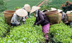 茶葉采摘標(biāo)準(zhǔn)有幾種？