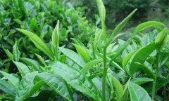 什么叫做采摘周期，什么時(shí)間采摘茶葉為宜？