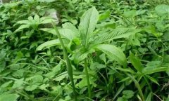 半夏的主要病害有哪些？應如何防治？