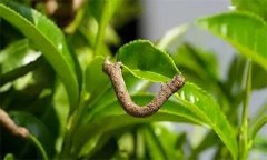 茶尺蠖防治方法，如何防治茶尺蠖為害？