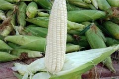 如何選擇糯玉米品種，糯玉米有哪些優(yōu)良品種？