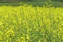 上海地區(qū)雙低油菜品種有哪些？