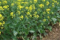 什么是“雙低”油菜，是指什么雙低？