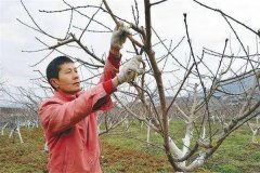 油桃樹(shù)如何通過(guò)修剪實(shí)現(xiàn)早產(chǎn)、豐產(chǎn)？