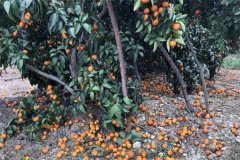柑橘落果的原因有哪些，發(fā)生嚴(yán)重落果如何補(bǔ)救