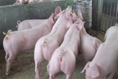 什么是商品豬？什么是肉脂型、瘦肉型豬？