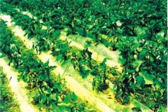 什么是蔬菜病蟲害綠色防控，主要內(nèi)容是什么？