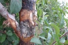 如何區(qū)別蘋果樹干腐病和腐爛??？