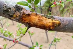 蘋果樹為什么會(huì)發(fā)生腐爛??？