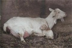 母羊分娩應(yīng)注意些什么，產(chǎn)后無(wú)奶怎么辦？