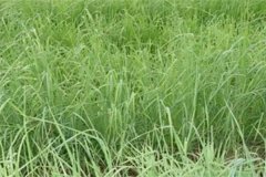 養(yǎng)羊常用哪些牧草，羊的飼養(yǎng)要注意哪方面？