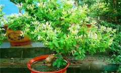 金銀花的修剪方法，如何修枝整形？