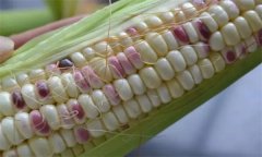 糯玉米種子如何處理，應(yīng)何時(shí)播種？