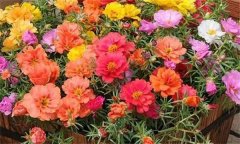 讓夏季花卉開(kāi)得更好的方法，夏季養(yǎng)花注意事項(xiàng)