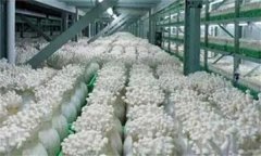 金針菇栽培配方，如何防止金針菇提早開(kāi)傘？