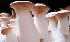 杏鮑菇菌蓋上會長疙瘩、出菇后會開裂怎么辦？