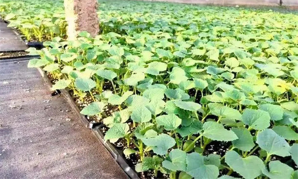 甜瓜苗出現(xiàn)枯芽、黃芽是什么原因