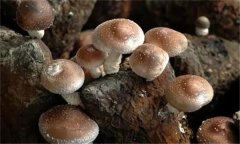 香菇有哪些栽培品種？