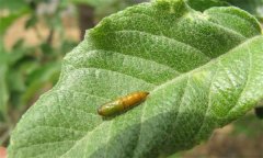 蘋果卷葉蛾的發(fā)生規(guī)律有哪些，有何為害特點？