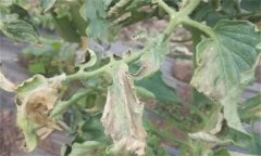 如何防治番茄晚疫病，其發(fā)病條件有哪些？