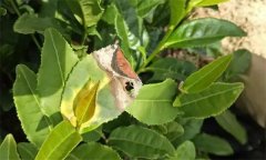 茶樹病蟲害的農(nóng)業(yè)防治、物理防治與生物防治方