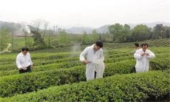 茶樹病蟲害綠色防控推薦常用的農(nóng)藥有哪些？