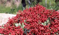 花椒的分級標準、包裝要求與貯藏方法