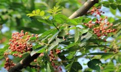 成年花椒樹如何管理？花椒樹管理技術要點