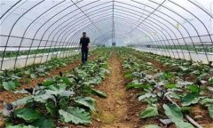 大棚蔬菜撒施肥料有什么危害？