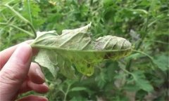 如何利用幾種簡單生物防治劑防治蔬菜病蟲害？