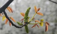 核桃雄花分化有幾個時期？
