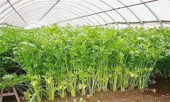 怎樣才能種好冬芹菜？