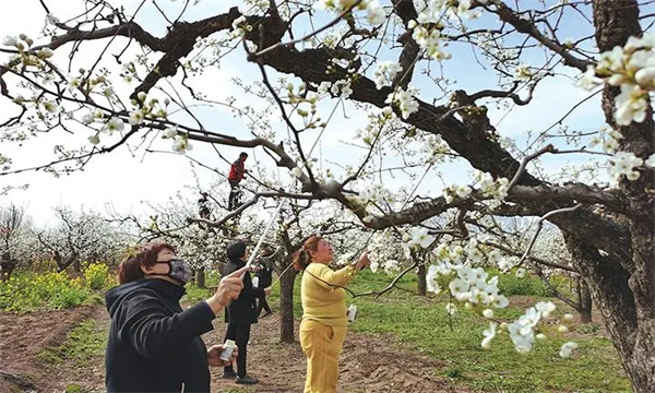 梨樹的開花、授粉和坐果