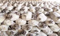 平菇發(fā)菌過(guò)程中產(chǎn)生雜菌的原因有哪些？