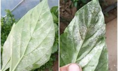 辣椒白粉病是什么原因引起的，如何防控？