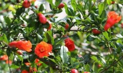 石榴大量落花落果的原因是什么？